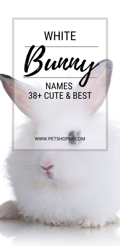 16 Bunny Names Ideas Bunny Names Bunny Funny Names