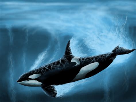 Originally i complimented their art. Whale Mawshot Furaffinity : Furaffinty Orca Page 1 Line 17qq Com - Want to discover art related ...