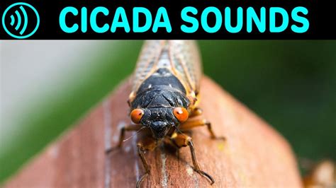 Cicada Sounds Sound Effect Of Cicadas In Summer At Night Sounds Of