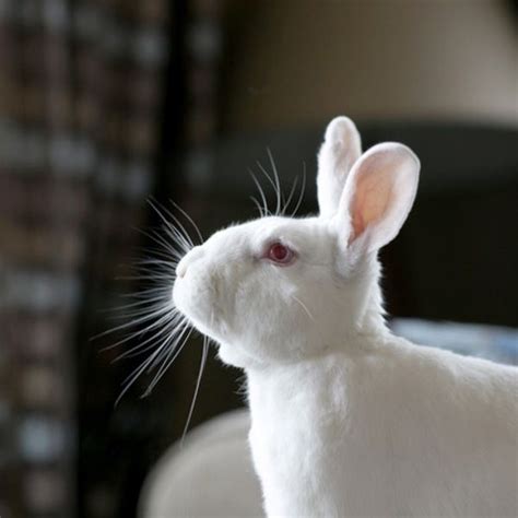 Bunnies Are Probably The Most Amazing Animals Ever Heres Why You