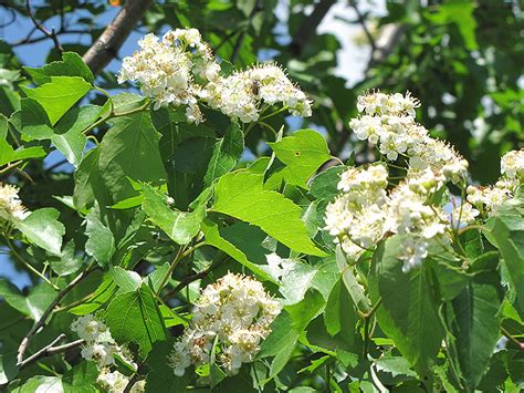 Historically, hawthorn has been used for heart disease as well as for digestive and kidney problems. Washington Hawthorn (Crataegus phaenopyrum) in Columbus Dublin Delaware Grove City Gahanna ...