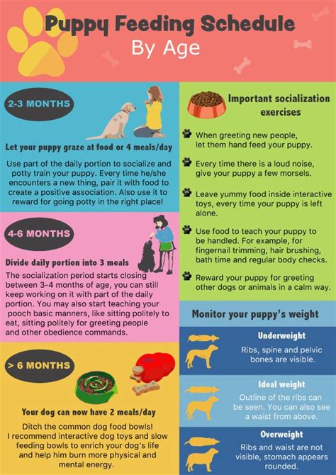 The big question is how long to feed a dog puppy food, but there is no simple answer. puppy feeding chart by age, puppy feeding schedule, how ...