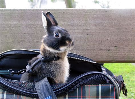 Best Rabbit Carrier For 2022 The Bunny Hub