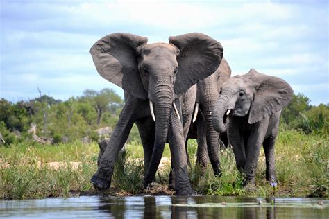 How to Safari in Africa with Endless Summer Safari tours