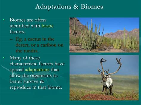 (i) it has long roots that go deep inside the soil for absorbing water. PPT - Chapter 1: Biomes & ecosystems are divisions of the ...
