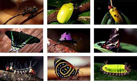 ¿cómo Ven Los Insectos Y De Qué Manera Perciben Los Colores Te