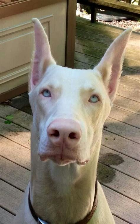 Best 25 White Doberman Pinscher Ideas On Pinterest Doberman Pinscher