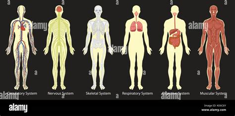 Diagrama De Los Sistemas En El Cuerpo Humano La Ilustración Imagen