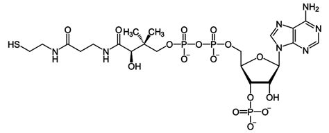 39 primary disorders of q10 biosynthesis fall into four main groups: coenzyme - définition - C'est quoi