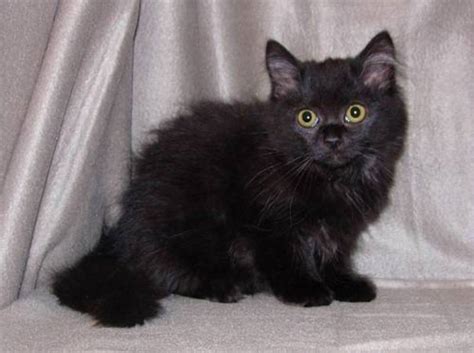 Bicolors can come in 4 varieties; 26 Black Ragdoll Pictures And Photos