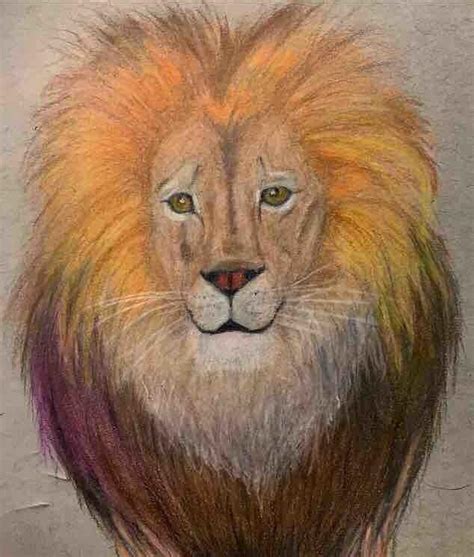 My Lion Done In Colored Pencil Rdrawing