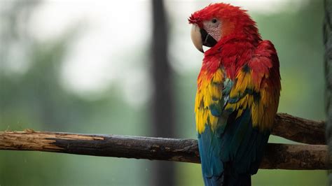 5120x2880 Red Blue And Yellow Macaw Bird 5k 5k Hd 4k Wallpapers Images