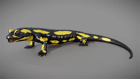 Fire Salamander Salamandra Salamandra 3D Model By Kyan0s 3a5019d