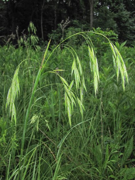 The inflorescence type of quick grass is digitate. Through Handlens and Binoculars: Grass Identification and ...