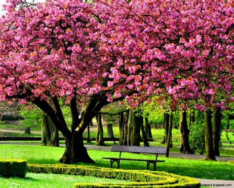 Spring Trees In Bloom Wallpapers Wallpaper Cave