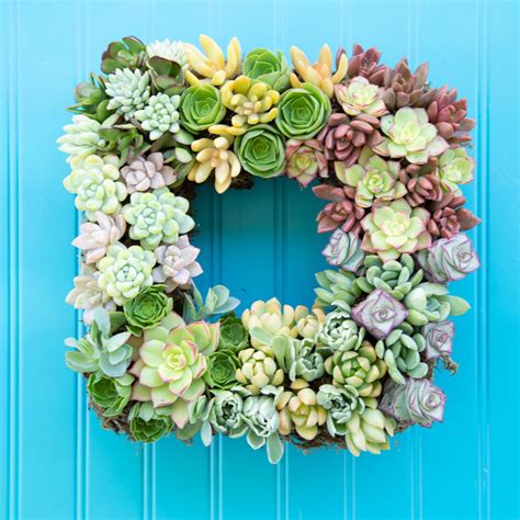 How To Make A Living Succulent Wreath Succulents And Sunshine