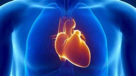 Descubren Por Qué El Corazón Está En El Lado Izquierdo Del Cuerpo Humano
