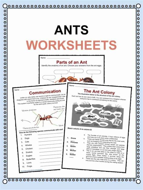 ant facts worksheets information  kids