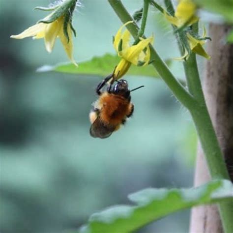 Plant Pollination Process In The Hydroponic Garden