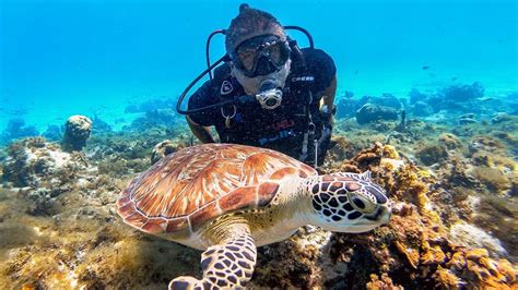 Guía Para Bucear Y Cuidar De Los Arrecifes Coralinos En San Andrés