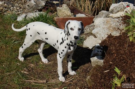 Dalmatiner Foto 41622 Hundundde