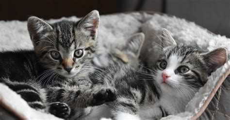 Spotlight On Science Cross Suckling Behaviour In Kittens