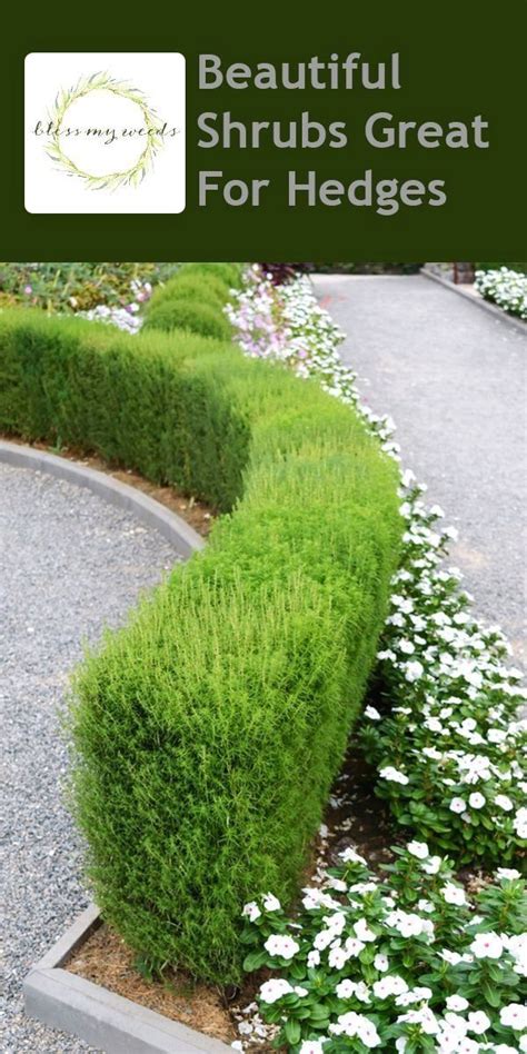 Huell houser meets laurel and hardy? Beautiful Shrubs Great For Hedges | 1000 in 2020 | Hedges ...