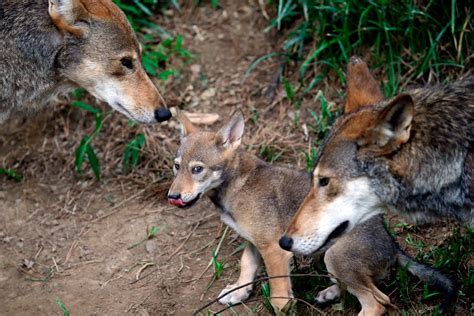 Government: Wild red wolf population could soon be wiped out – The