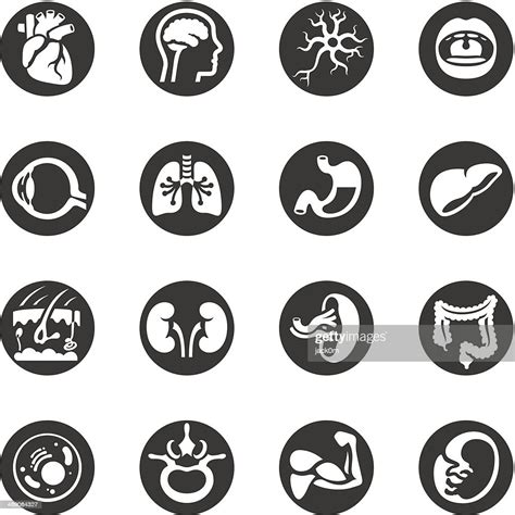 Human Body Circle Icons High Res Vector Graphic Getty Images