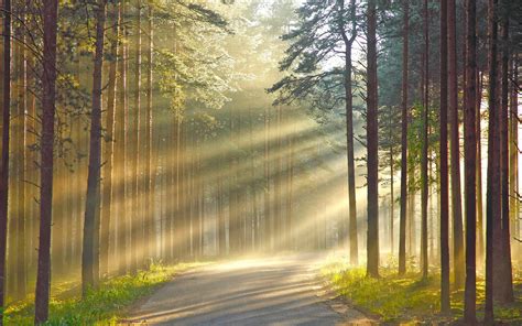 Morning Sun Rays In The Forest Wallpaper
