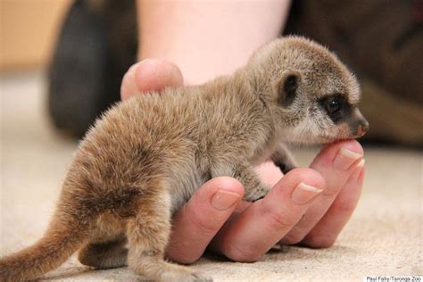 Meerkat Gives Birth To Pups At Taronga Zoo And They Are Super Cute