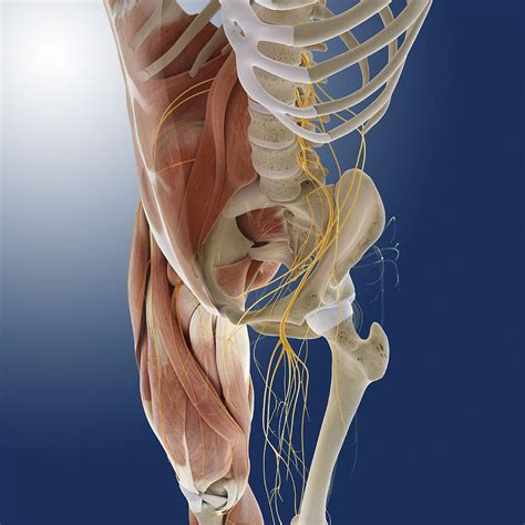 Body coverings and body systems; Lower Body Anatomy, Artwork Photograph by Science Photo ...