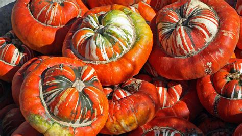 Fall is here! Here are 10 ways to embrace the seasonal spirit in Salinas
