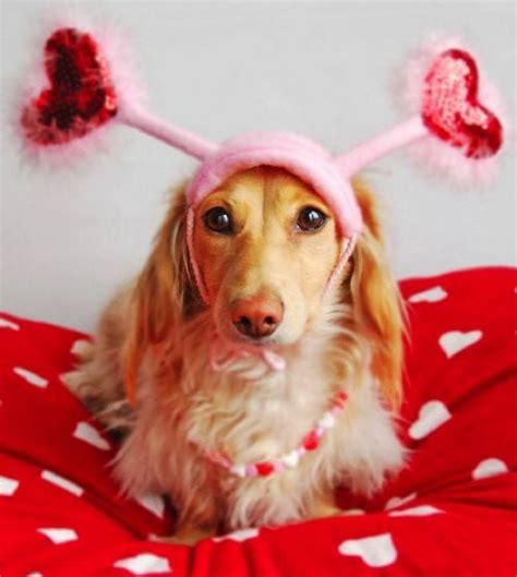 I Love Dogs Puppy Love Cute Dogs Funny Dogs Long Haired Dachshund