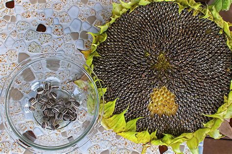 Harvesting Sunflower Seeds Photograph By Sharon Talson Pixels