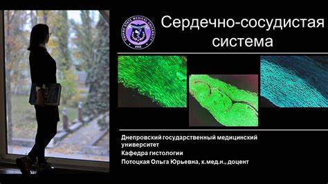 Диета сердечно сосудистая система 13. Сердечно сосудистая система (лекция по гистологии) - YouTube 13. Сердечно сосудистая система (лекция по гистологии) - YouTube Диета сердечно сосудистая система