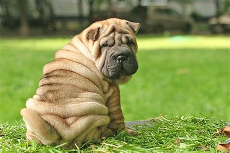 Top 10 Most Wrinkly Dog Breeds With Pictures Hepper
