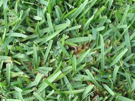 5 Common Weeds In Bermuda Grass Workhabor Helping You Create Your