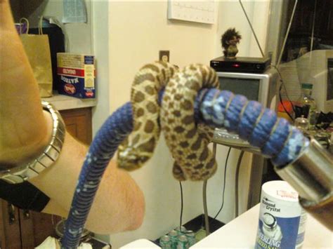 Ball pythons are thick, stocky snakes that stay relatively short. Animal Knowledge: Reptiles