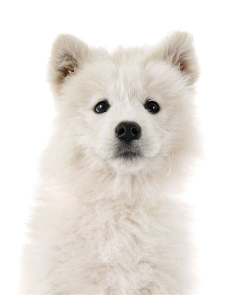 Puppy Samoyed Dog Stock Photo Image Of Cute Animal 23026746