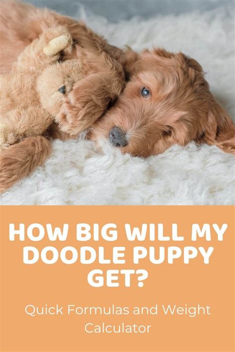 To answer the question of how big your pup will get, here is an overview of how long puppies grow for, how breed affects size, and to predict the pup's. Accurately Predict a Doodle's Size - "How Big Will My ...