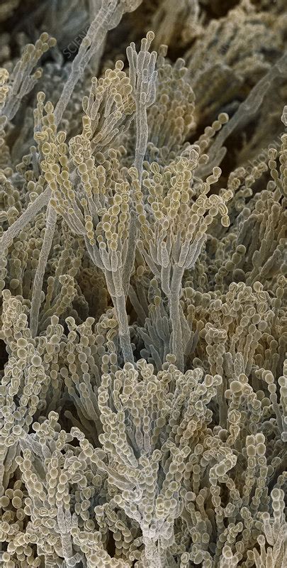 Penicillium Fungal Spores Sem Stock Image B2500991 Science