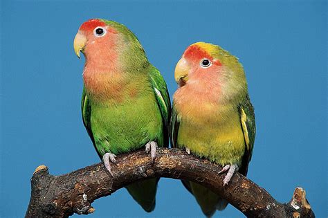 Facts About Lovebirds