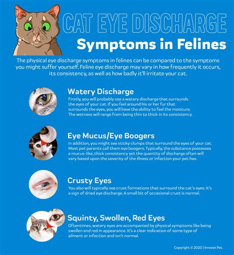 Cat Eye Discharge Innovet Pet