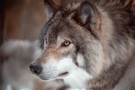Hunter-reported harvest thought to be a coyote in Michigan’s Calhoun