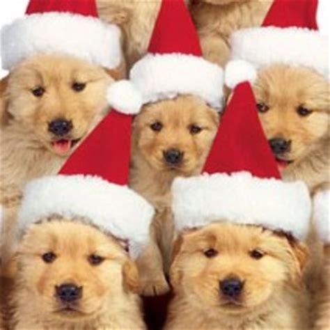 Blood lines of all parents are on the premises. Christmas Golden Retriever dogs photo and wallpaper. Beautiful Christmas Golden Retriever dogs ...