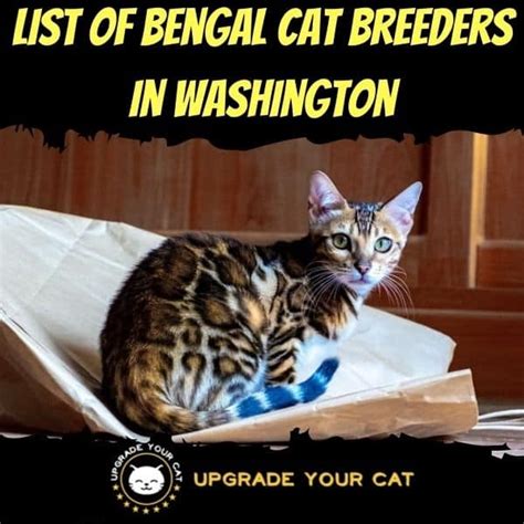 Bengal Cat Breeders In Washington Kittens And Cats For Sale