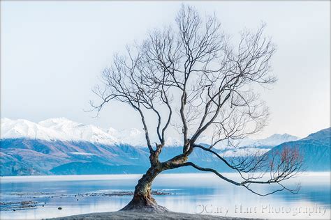 Lone Tree Lake Wanaka New Zealand Landscape And Rural