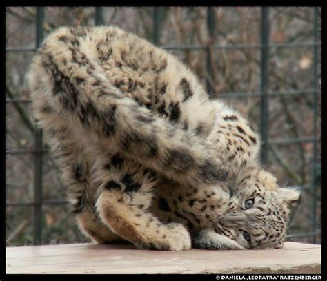 Snow Leopards Biting Their Own Tails Will Make Your Day Meowingtons