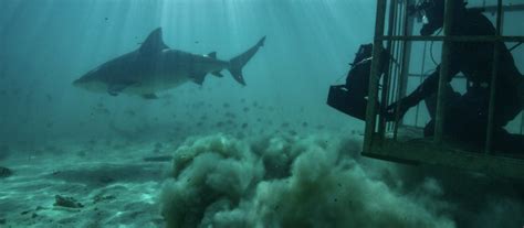 Fiu Scientists Star In 5 New Sharkfest Shows On National Geographic